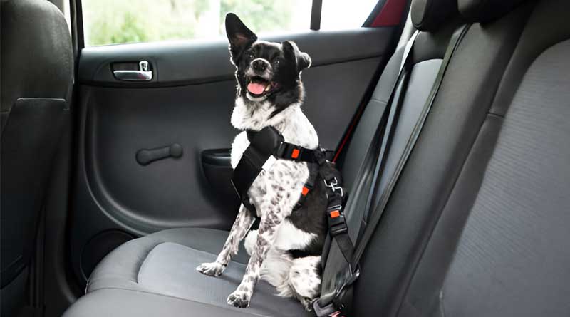 Best Dog Seat Belts in the UK