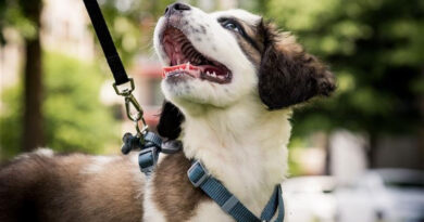 Best Dog Walking Belts UK