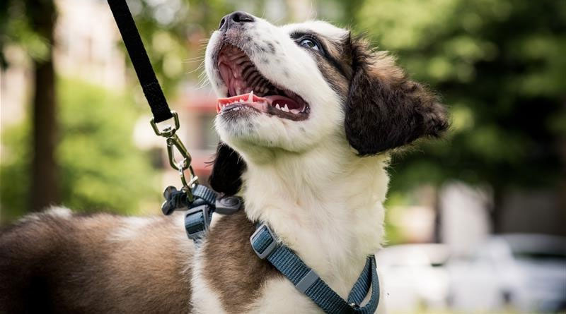 Best Dog Walking Belts UK