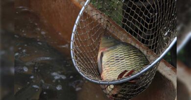 Best Budget Fishing Nets