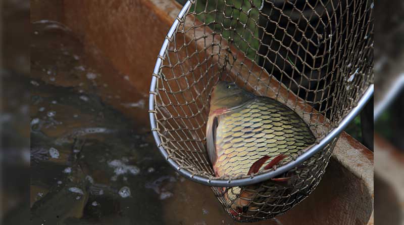 Best Budget Fishing Nets