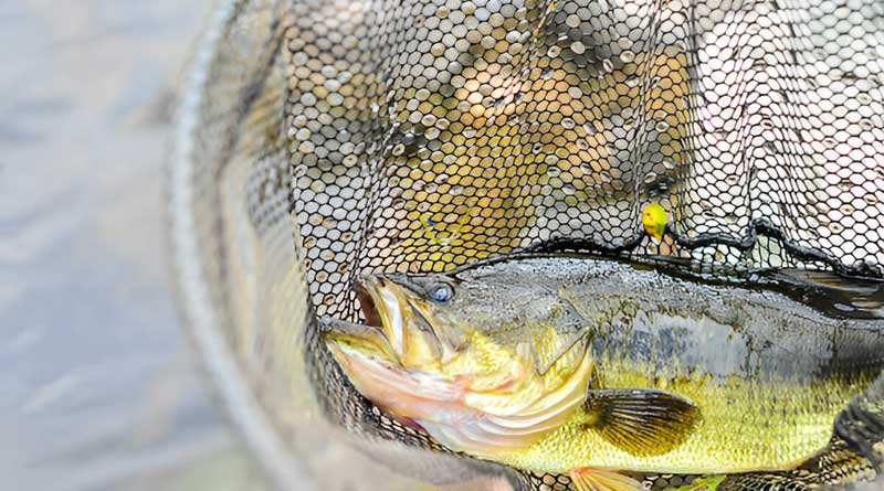 Best Fishing Nets For Bass