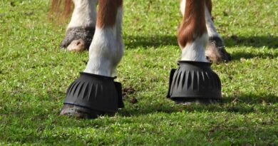 Best Hoof Boots For Horses