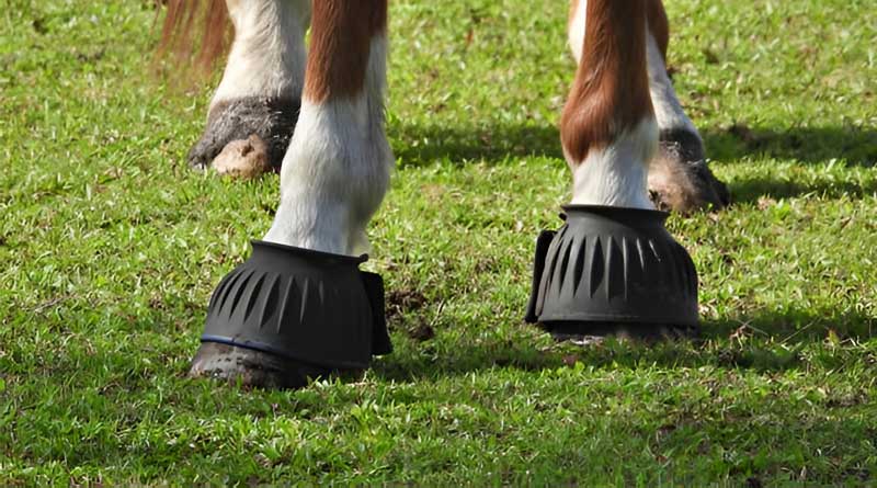 Best Hoof Boots For Horses