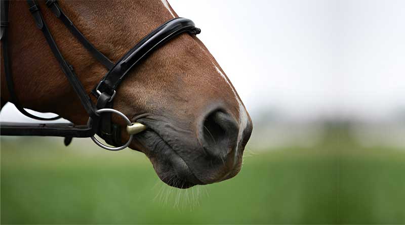 Best Horse Bits