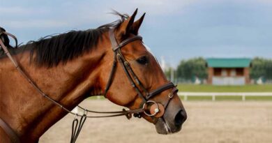 Best Horse Bridles