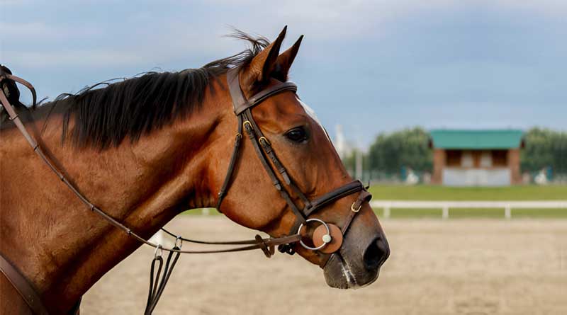 Best Horse Bridles