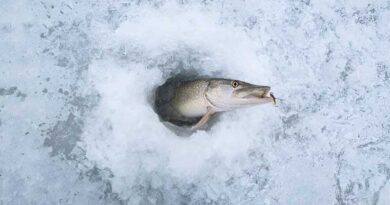 Best Ice Fishing Bait For Pike