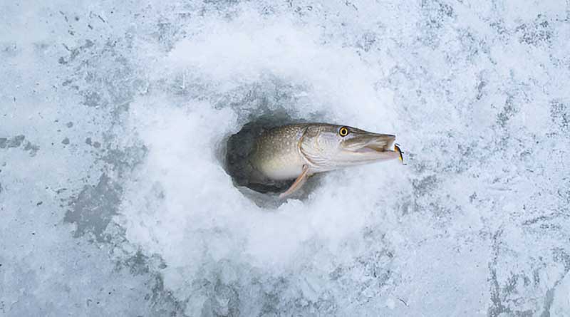 Best Ice Fishing Bait For Pike
