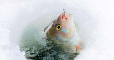 Best Ice Fishing Baits
