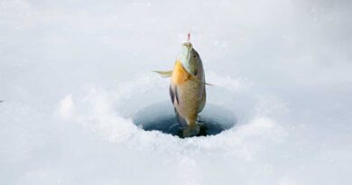 Best Ice Fishing Baits For Bluegill