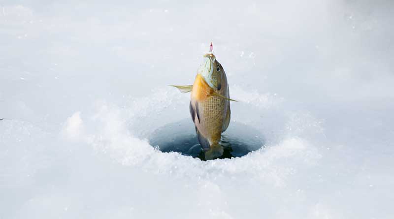 Best Ice Fishing Baits For Bluegill