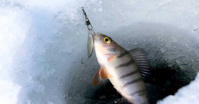 Best Ice Fishing Baits For Perch