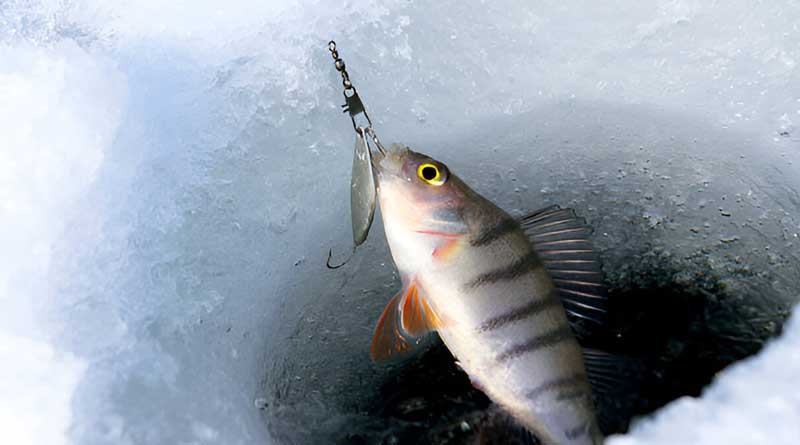 Best Ice Fishing Baits For Perch