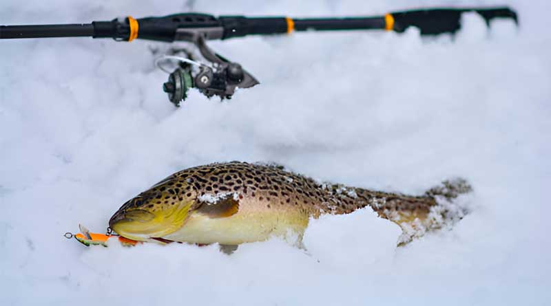 Best Ice Fishing Baits For Trout