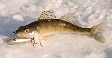 Best Ice Fishing Baits For Walleye