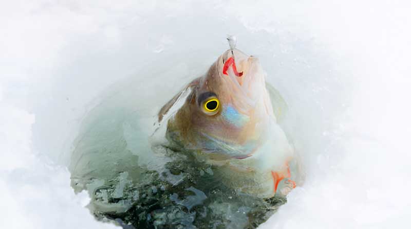 Best Ice Fishing Baits