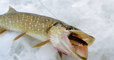 Best Ice Fishing Line For Pike