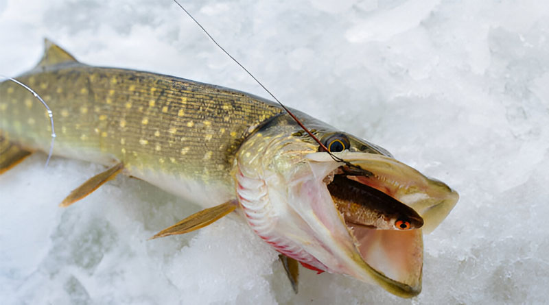 Best Ice Fishing Line For Pike