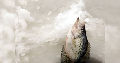 Best Ice Fishing Lines For Crappie
