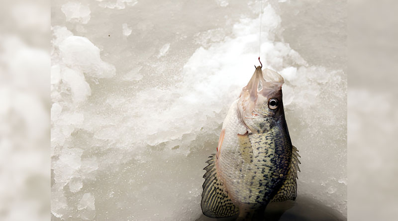 Best Ice Fishing Lines For Crappie