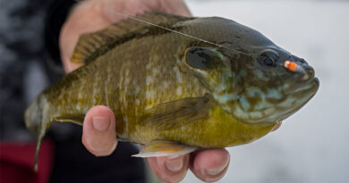Best Ice Fishing Lines For Panfish
