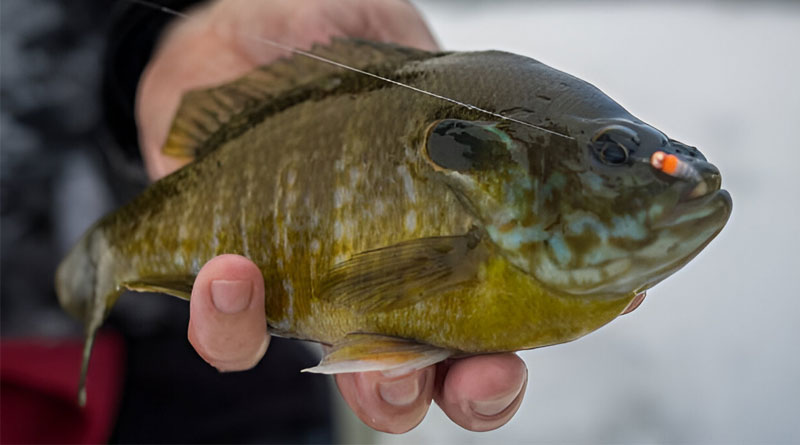Best Ice Fishing Lines For Panfish