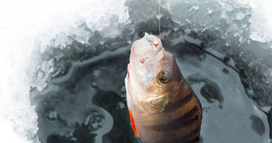 Best Ice Fishing Lines For Perch