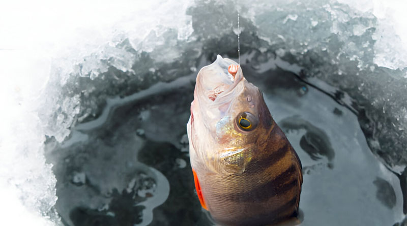 Best Ice Fishing Lines For Perch