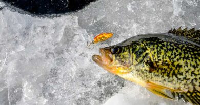 Best Ice Fishing Lures For Crappie
