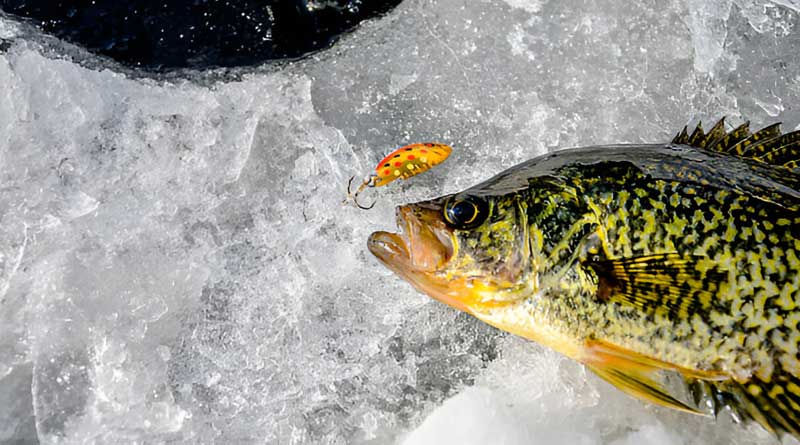Best Ice Fishing Lures For Crappie