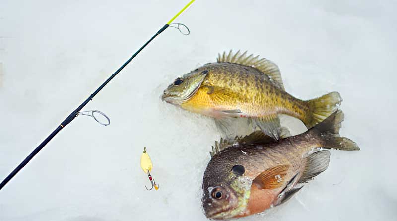 Best Ice Fishing Lures For Panfish