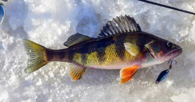 Best Ice Fishing Lures For Perch