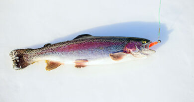 Best Ice Fishing Lures For Trout