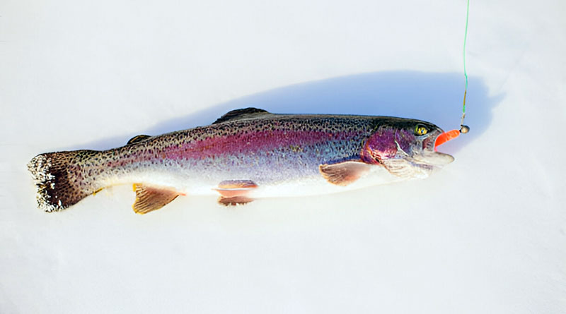 Best Ice Fishing Lures For Trout
