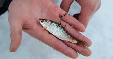 Best Live Bait For Ice Fishing