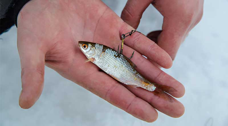 Best Live Bait For Ice Fishing