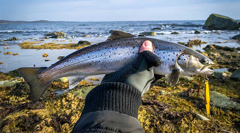 Best Waterproof Fishing Gloves