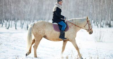 Best Winter Horse Riding Boots