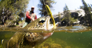 Best Fly Fishing Hooks