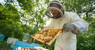 Best Bee Suits For Yellow Jackets