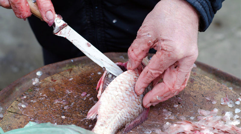 Best Fillet Knives For Crappie