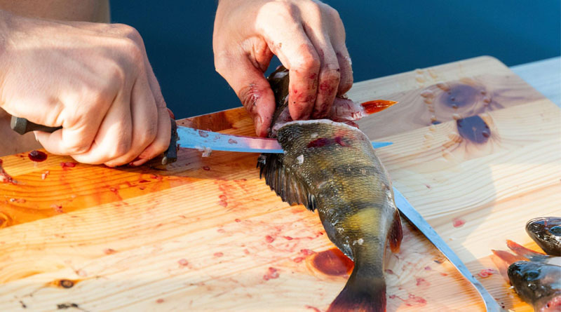 Best Fillet Knives For Panfish