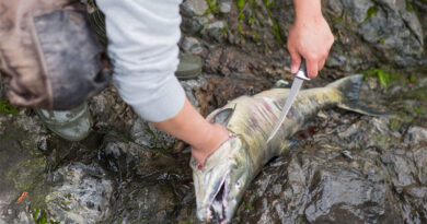 Best Fillet Knives For Salmon