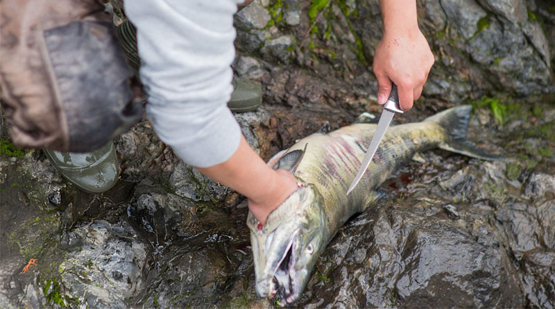 Best Fillet Knives For Salmon