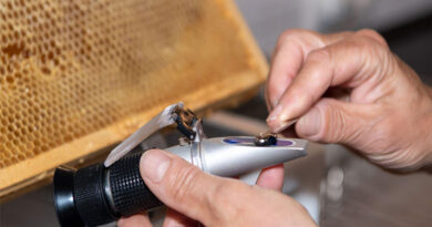 Best Refractometers For Honey