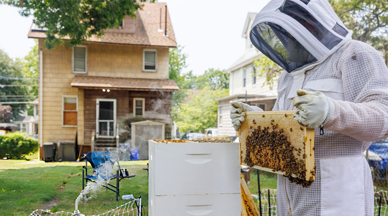 Best Bee Suits For Honey Bees