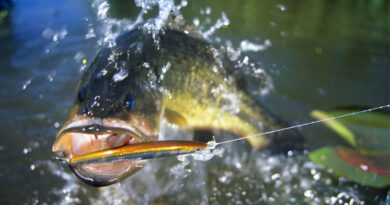 Best Braided Fishing Line For Bass