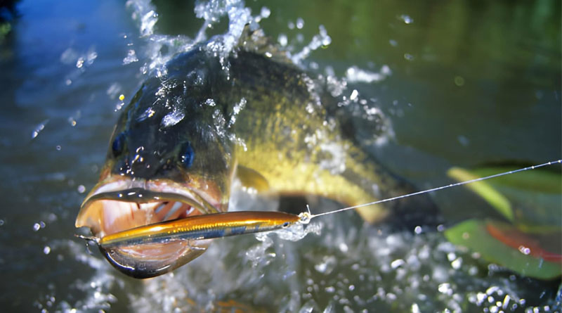 Best Braided Fishing Line For Bass