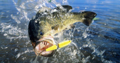 Best Fluorocarbon Leaders For Bass